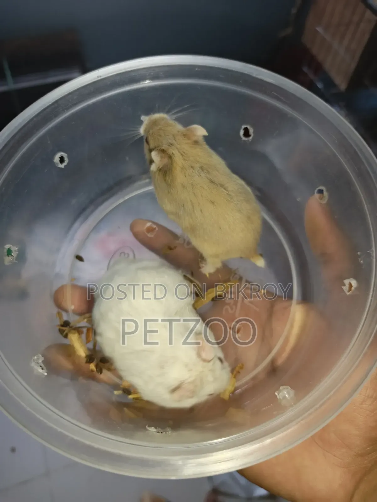 Healthy Adult Hedgehog Hamsters Pair Available