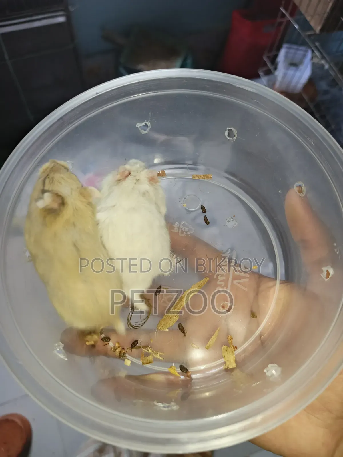 Healthy Adult Hedgehog Hamsters Pair Available