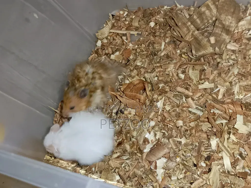 Healthy Adult Hedgehog Hamsters Pair Available