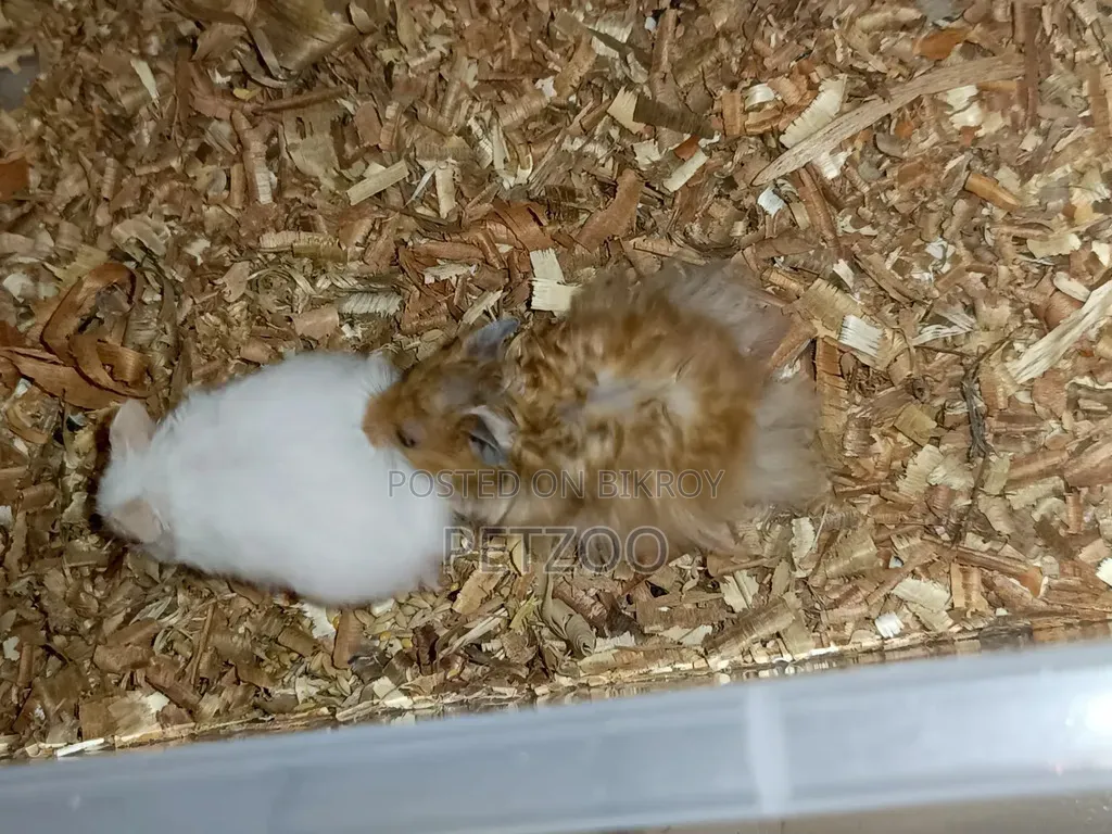 Healthy Adult Hedgehog Hamsters Pair Available