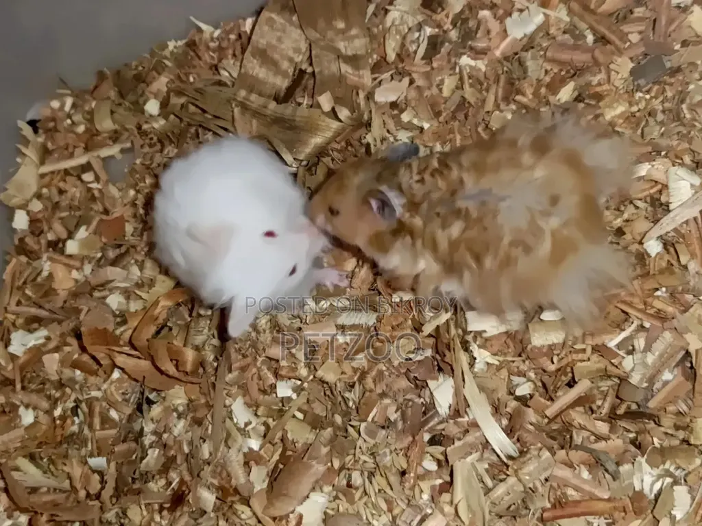 Healthy Adult Hedgehog Hamsters Pair Available