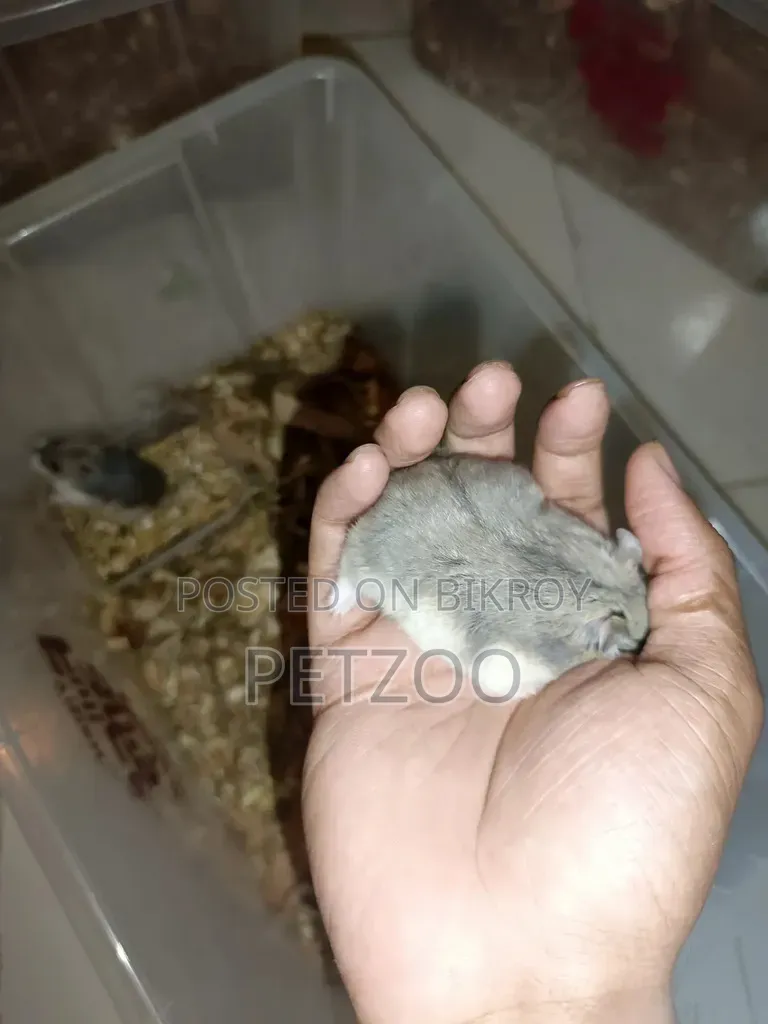 Healthy Adult Hedgehog Hamsters Pair Available