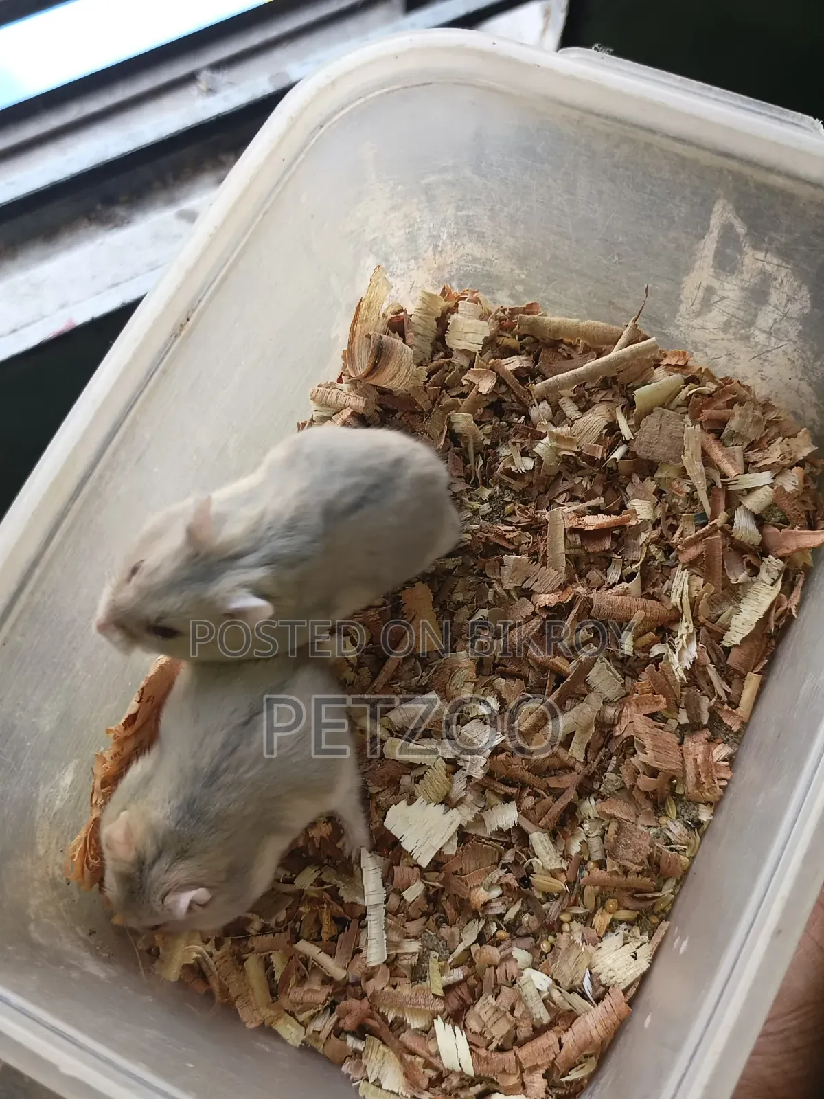 Healthy Adult Hedgehog Hamsters Pair Available
