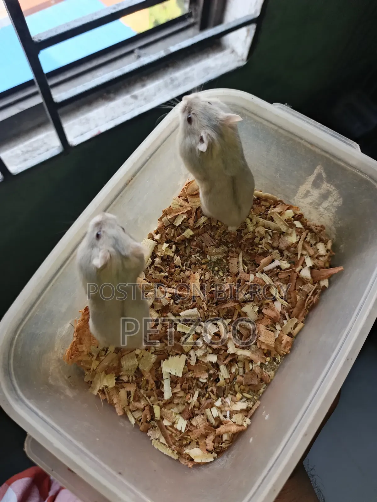Healthy Adult Hedgehog Hamsters Pair Available