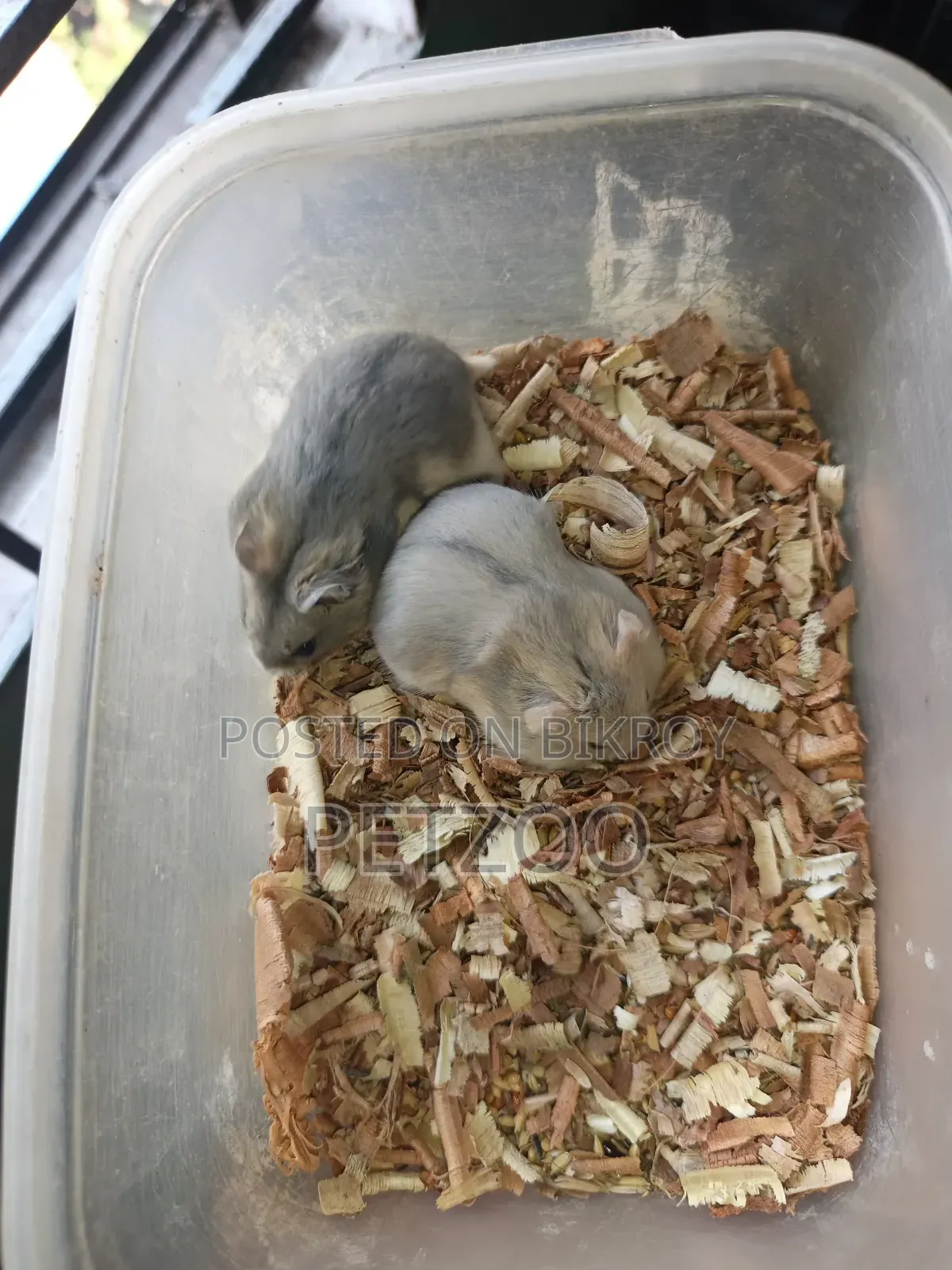 Healthy Adult Hedgehog Hamsters Pair Available