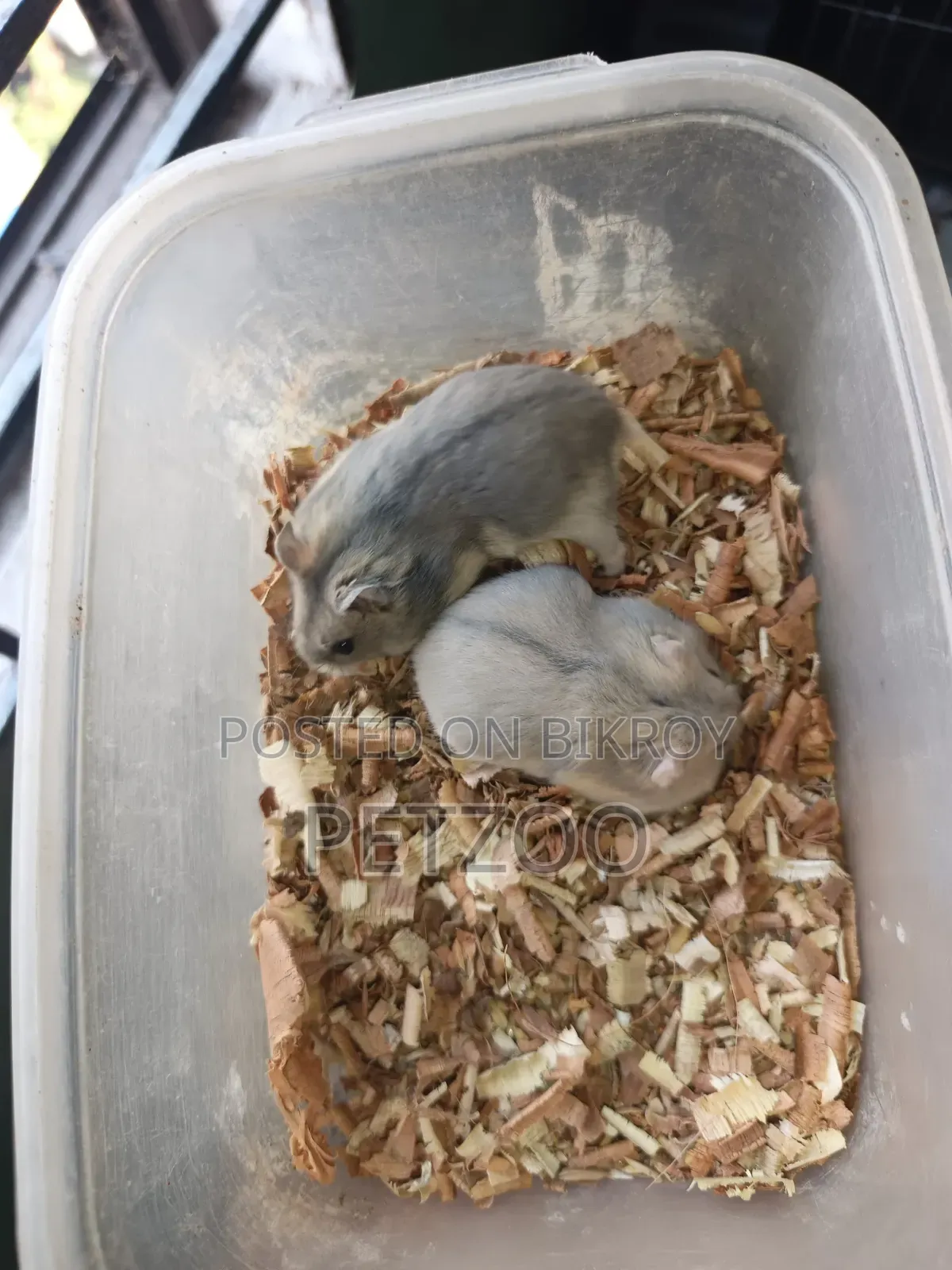Healthy Adult Hedgehog Hamsters Pair Available