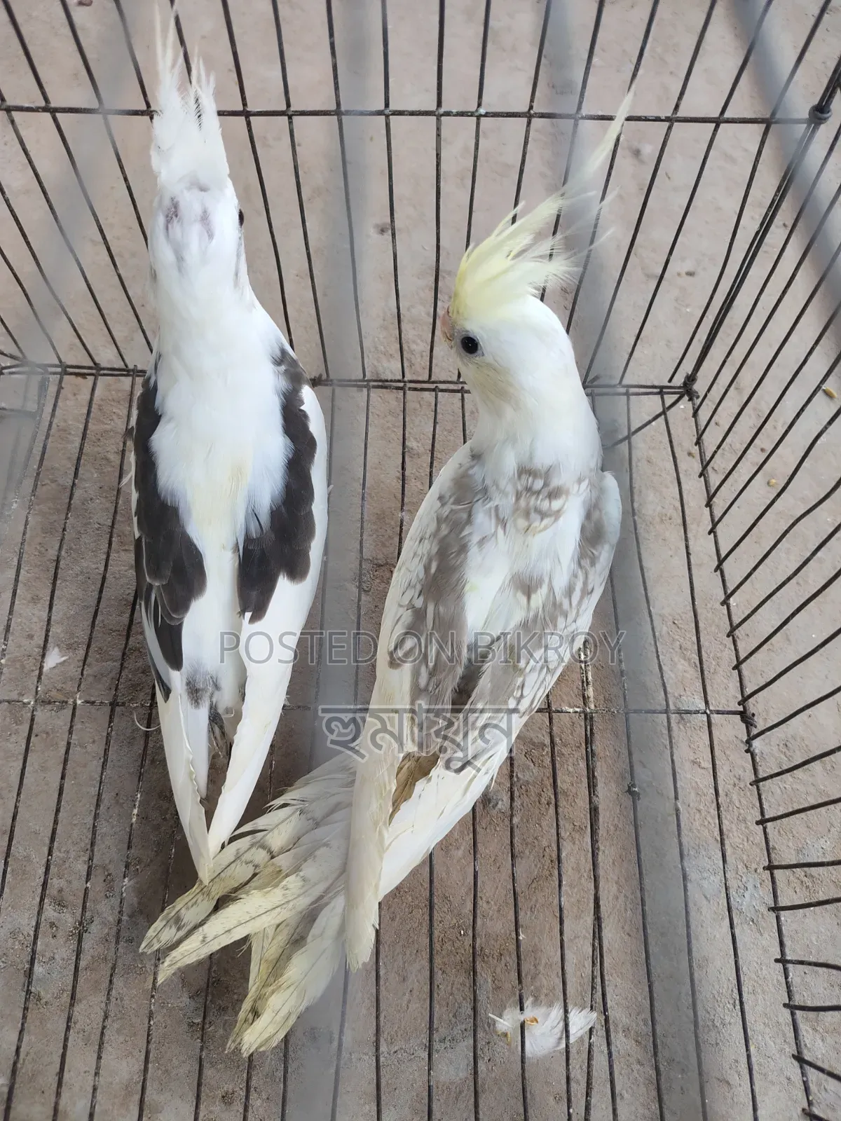 Cockatiel New Adult Pair