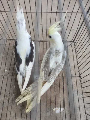 ককাটেল নিউ অ্যাডাল্ট পেয়ার