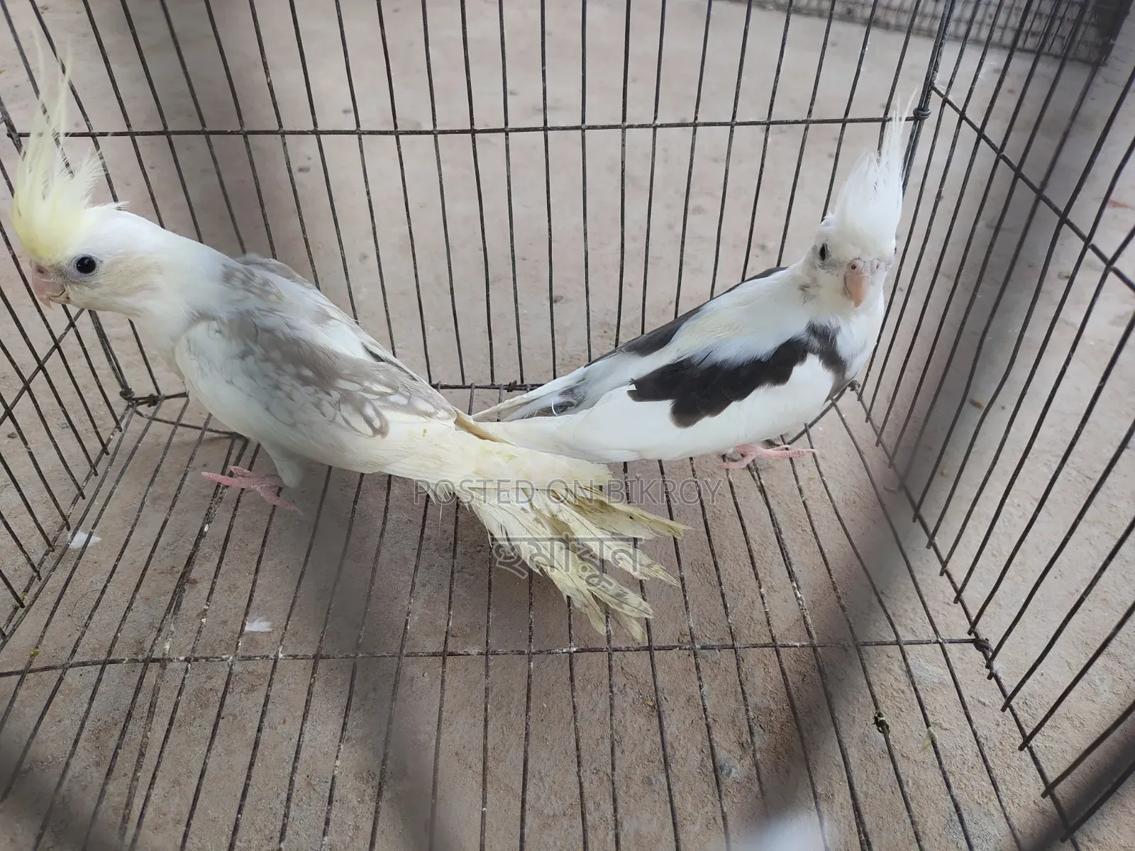Cockatiel New Adult Pair