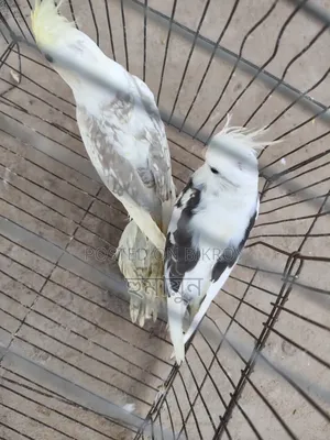 Cockatiel New Adult Pair