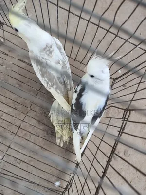 Cockatiel New Adult Pair