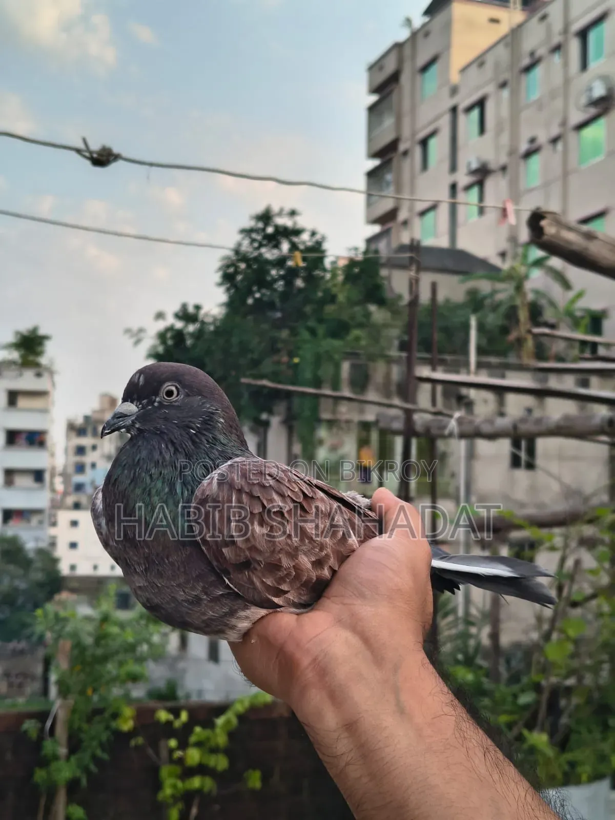 Bagha Male Pigeon Full Adult / Active