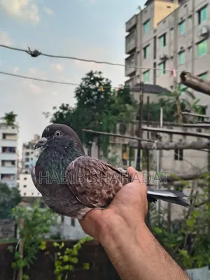 Bagha Male Pigeon Full Adult / Active