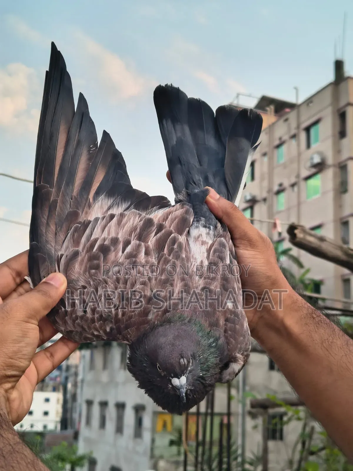 Bagha Male Pigeon Full Adult / Active