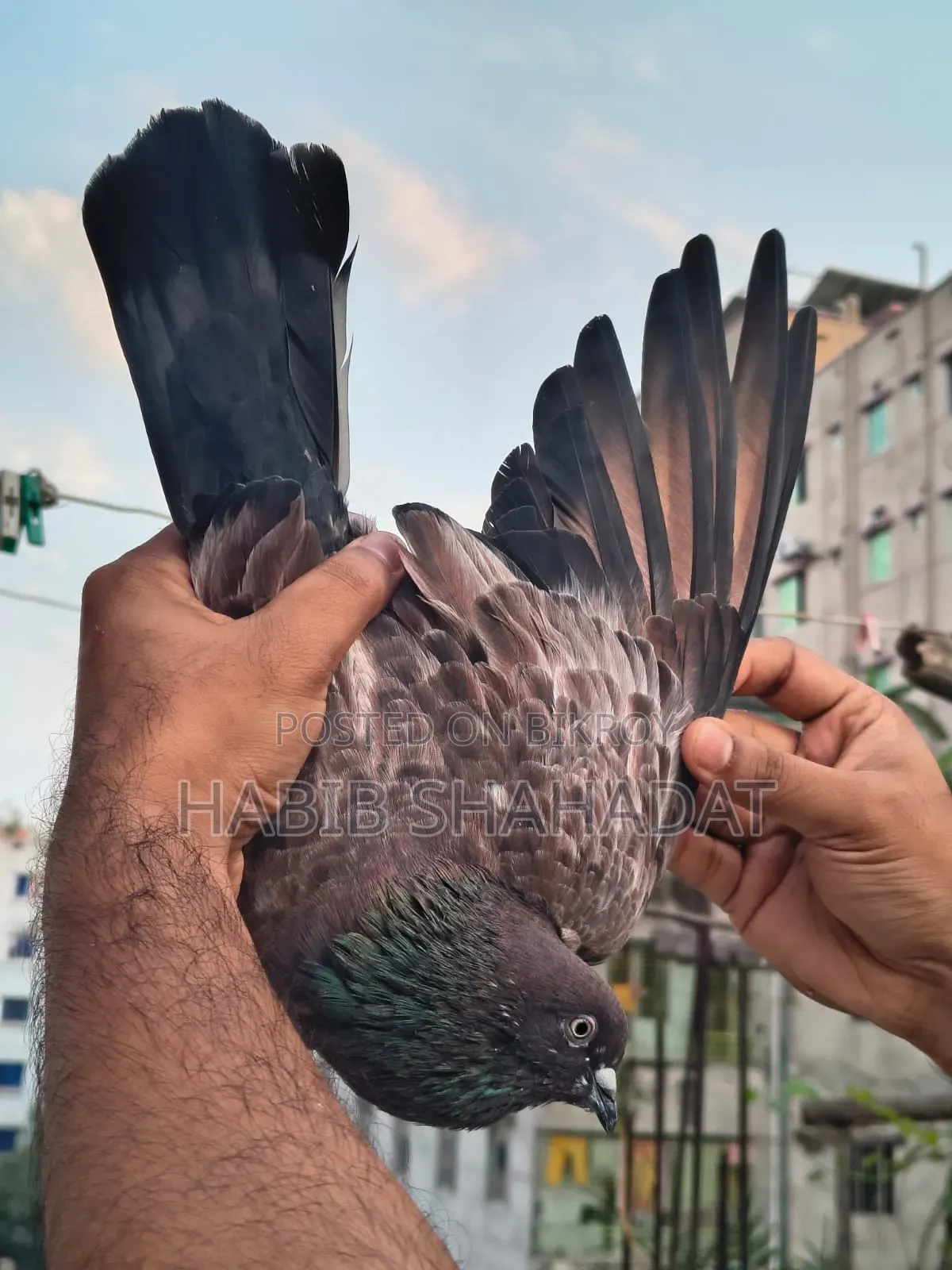 Bagha Male Pigeon Full Adult / Active