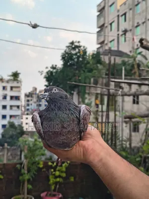 Bagha Male Pigeon Full Adult / Active
