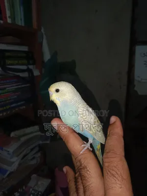 বাজরিগার পাখি