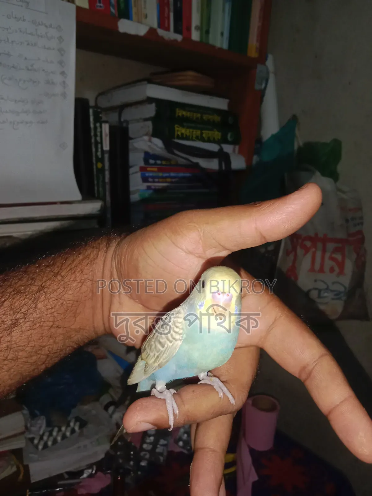 বাজরিগার পাখি