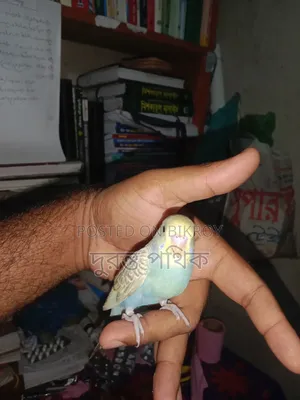 বাজরিগার পাখি