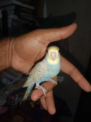 বাজরিগার পাখি