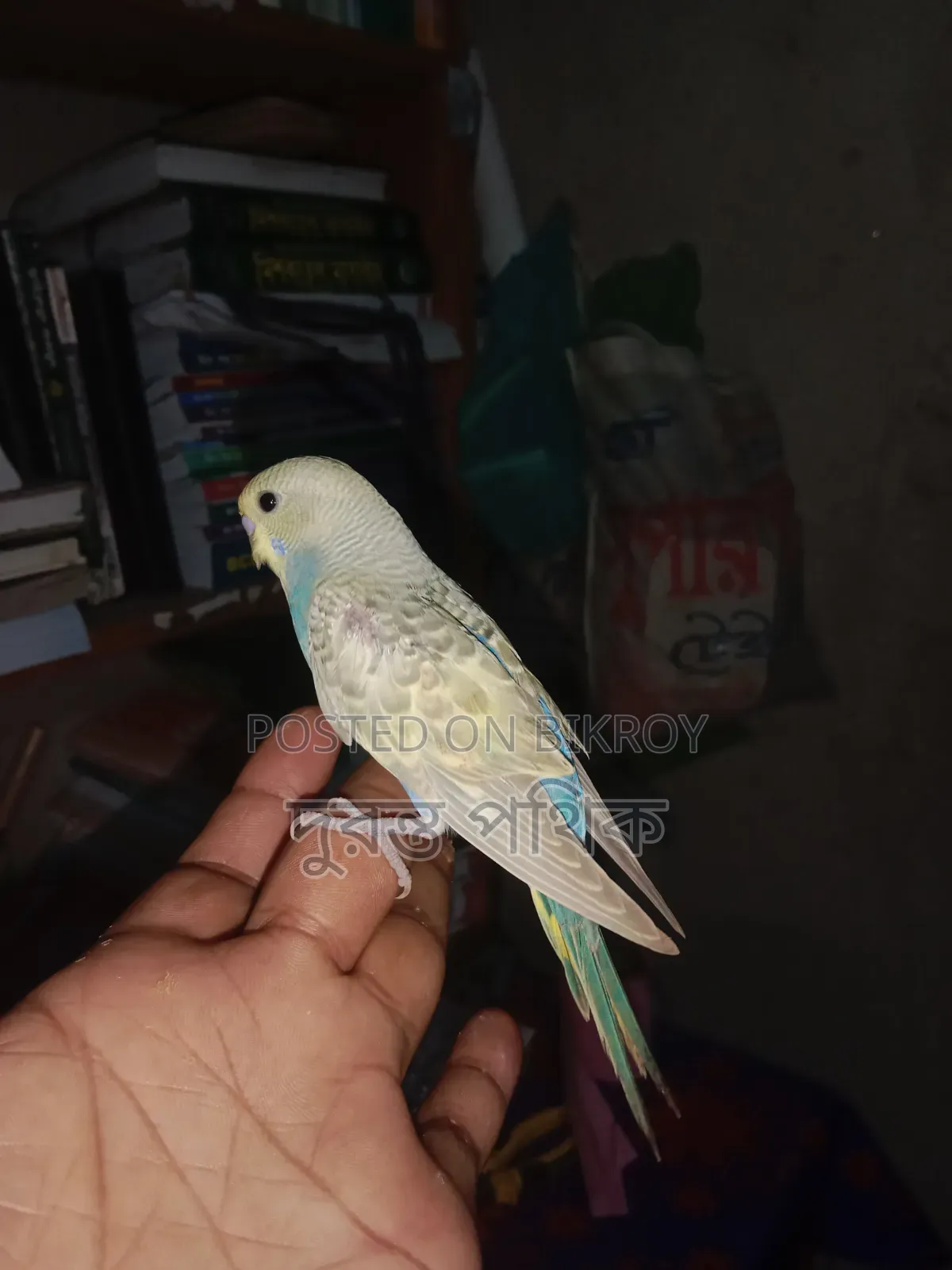 বাজরিগার পাখি