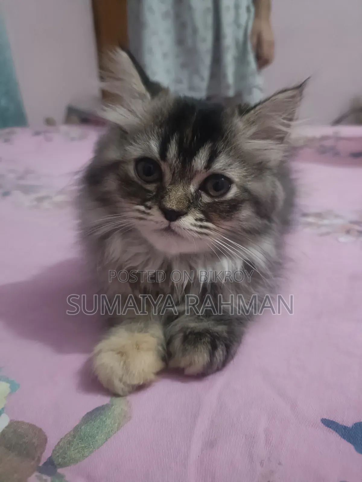3-6 Months Female Purebred Persian