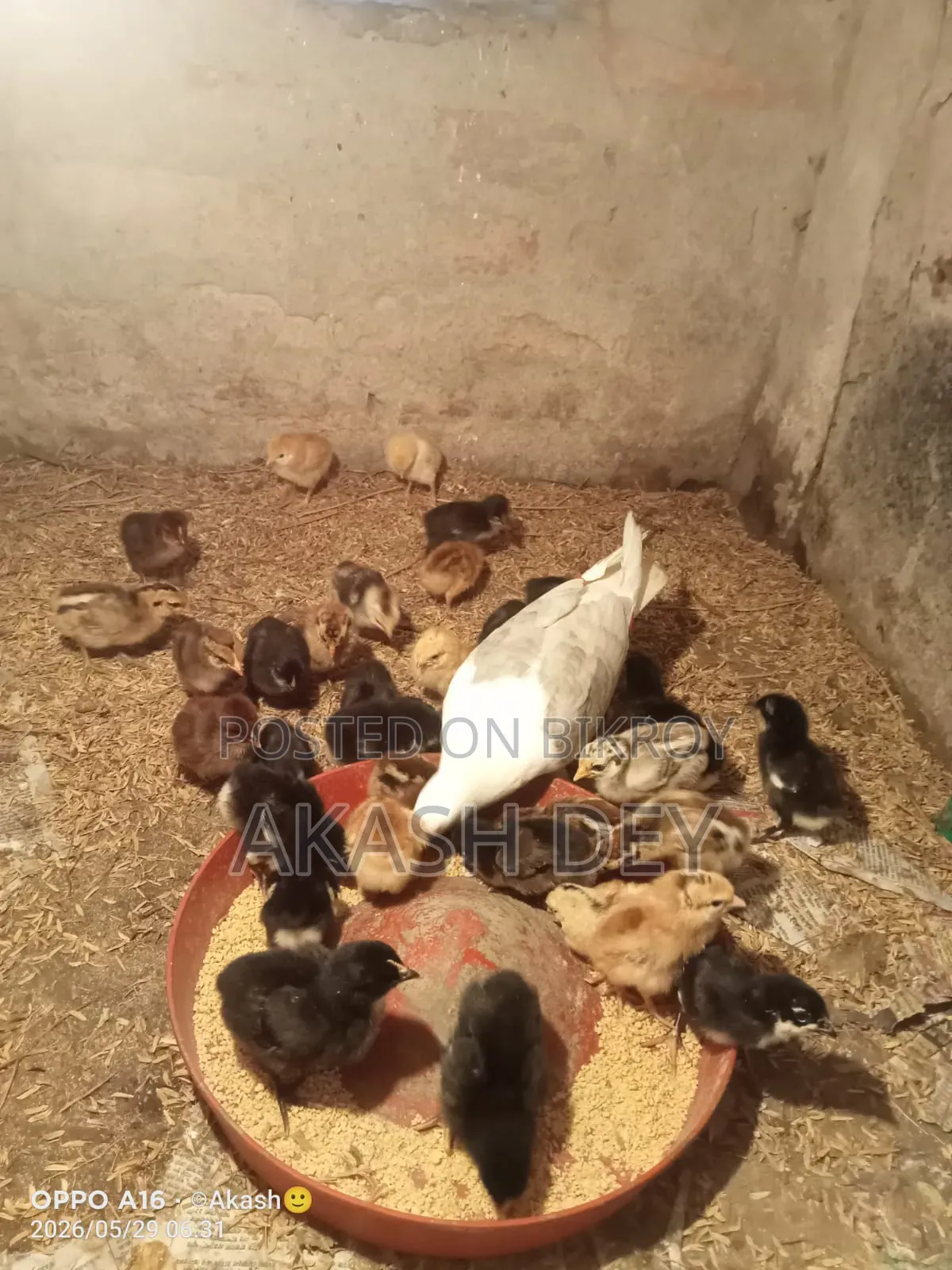 Pure Native Chicken Chicks