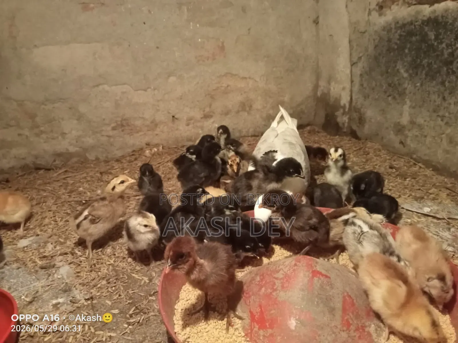 Pure Native Chicken Chicks