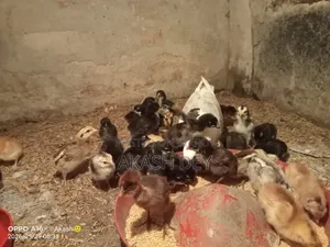 Pure Native Chicken Chicks