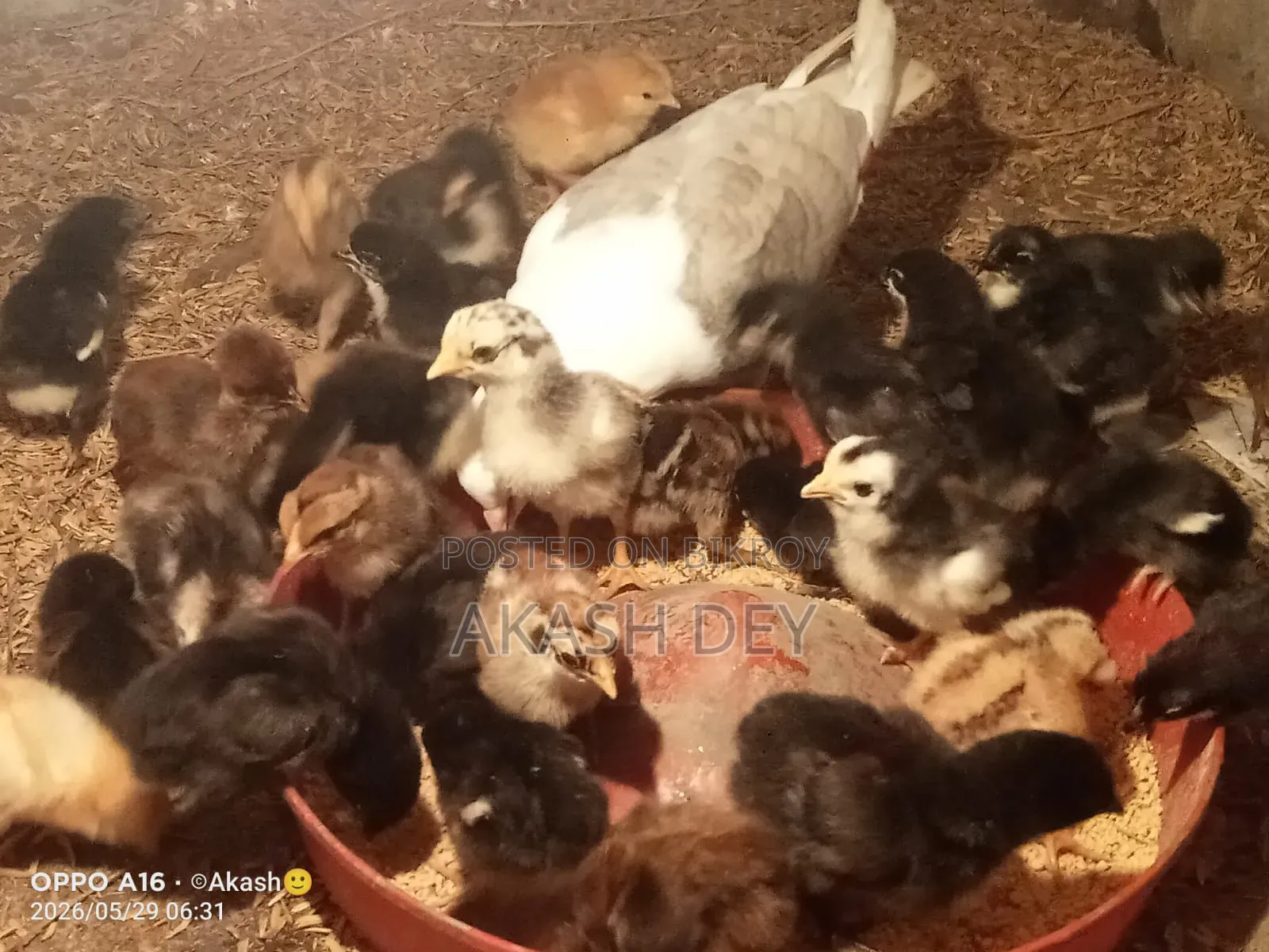 Pure Native Chicken Chicks