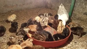 Pure Native Chicken Chicks