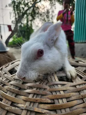 A pair of rabbits
