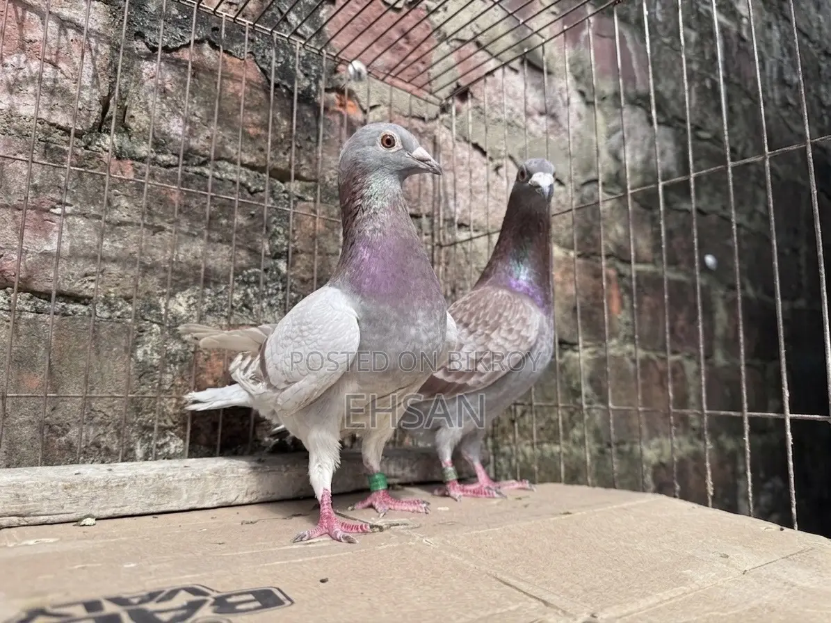 Racer Pigeon for Sale