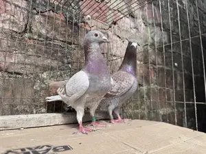 Racer Pigeon for Sale