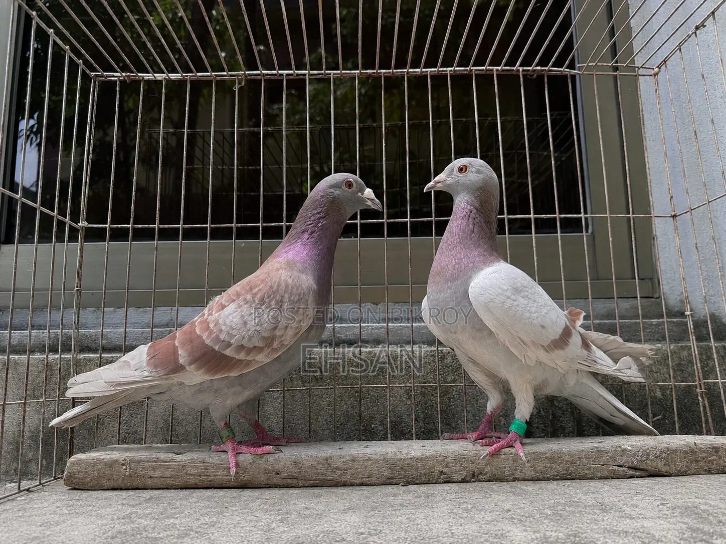 Racer Pigeon for Sale