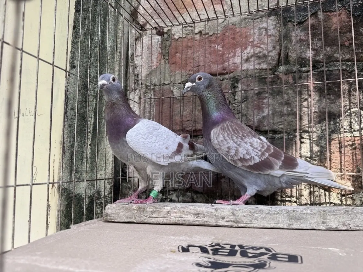 Racer Pigeon for Sale