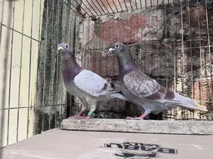 Racer Pigeon for Sale