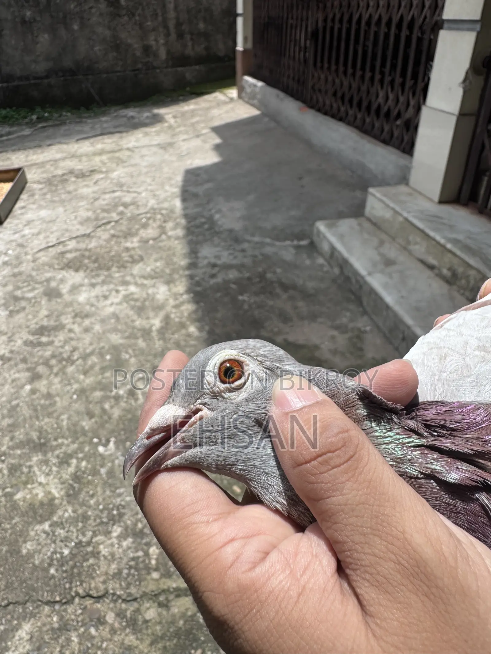 Racer Pigeon for Sale