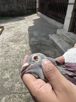 Racer Pigeon for Sale