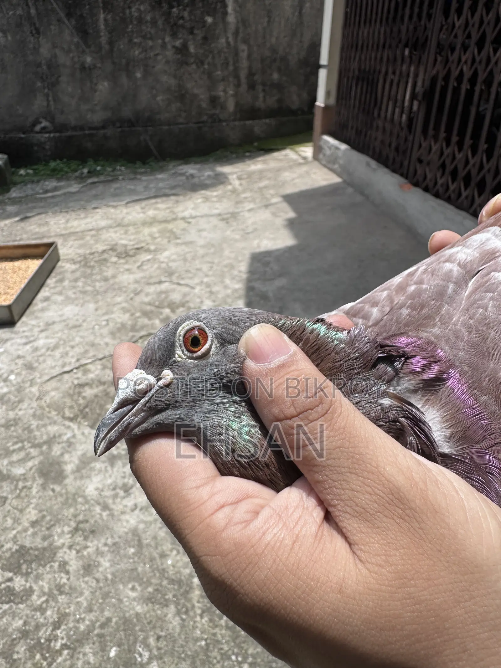 Racer Pigeon for Sale