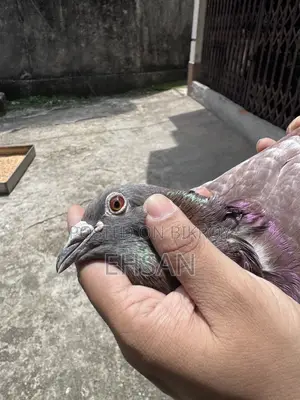 Racer Pigeon for Sale