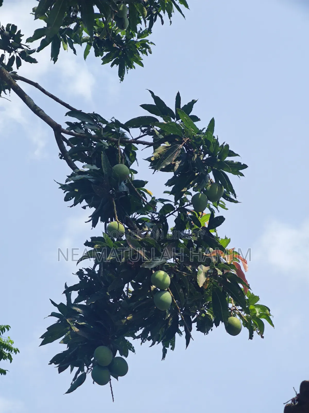 Himsagar Mangoes for Sale