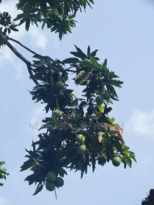 Himsagar Mangoes for Sale