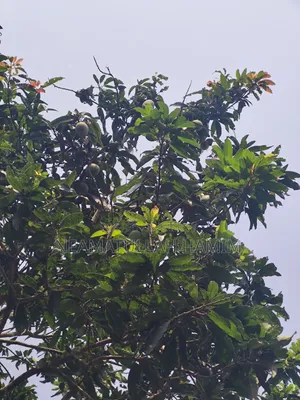 Himsagar Mangoes for Sale