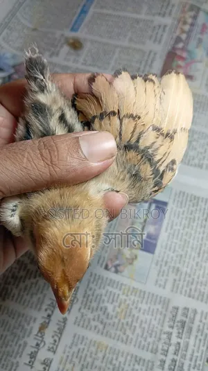 ব্রাহামা ও গো‌ল্ডেন সেব্রাইট এর বাচ্চা