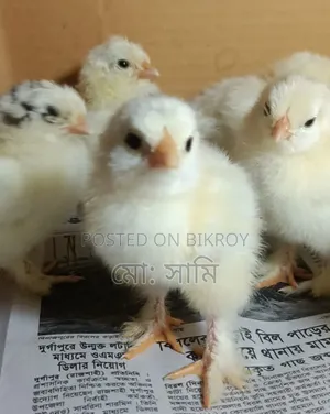 ব্রাহামা ও গো‌ল্ডেন সেব্রাইট এর বাচ্চা