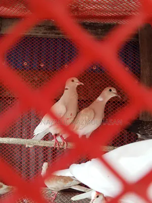 Diamond Dove