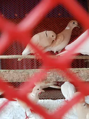 Diamond Dove