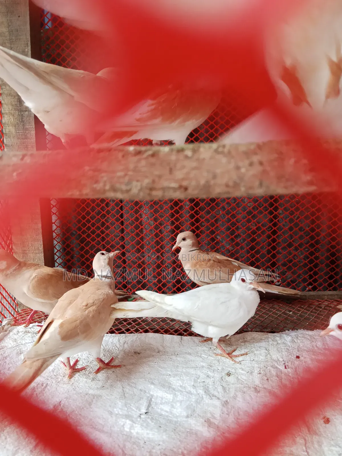 Diamond Dove