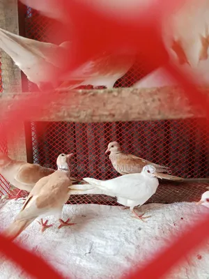 Diamond Dove